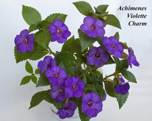 Violette Charm